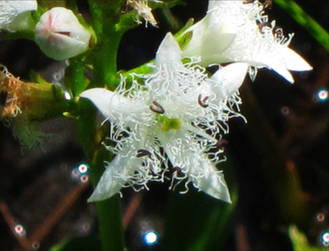 Adirondack Wildflowers:  Buckbean on Barnum Bog at the Paul Smiths VIC